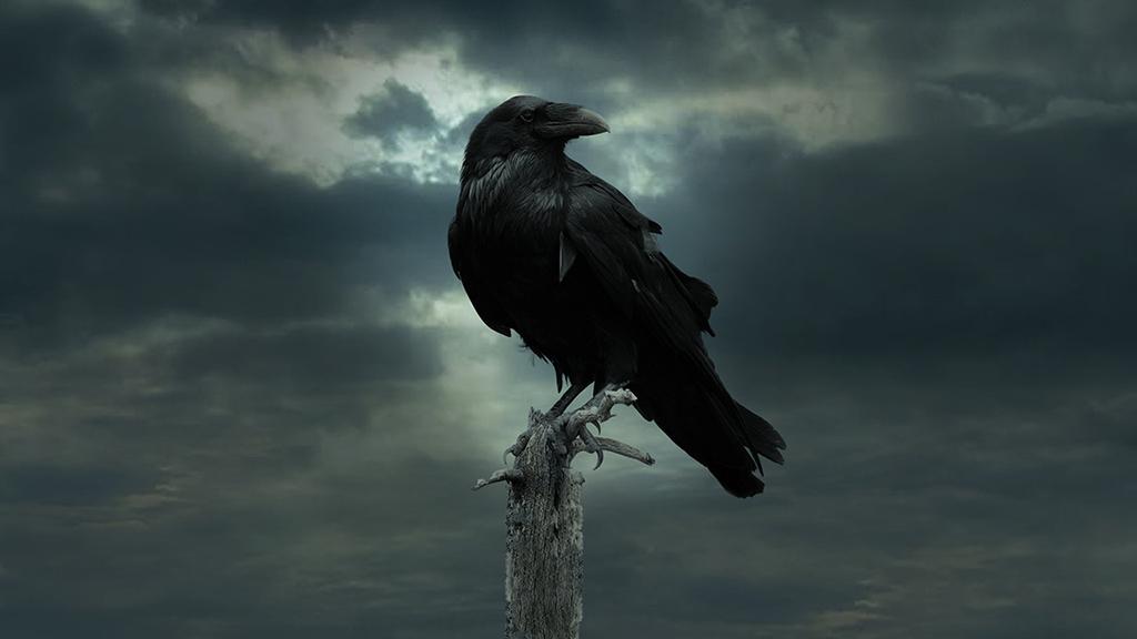 Un corbeau, pour communiquer avec tout le monde