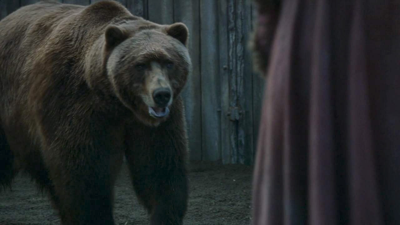 Un ours, franchement c'est la classe