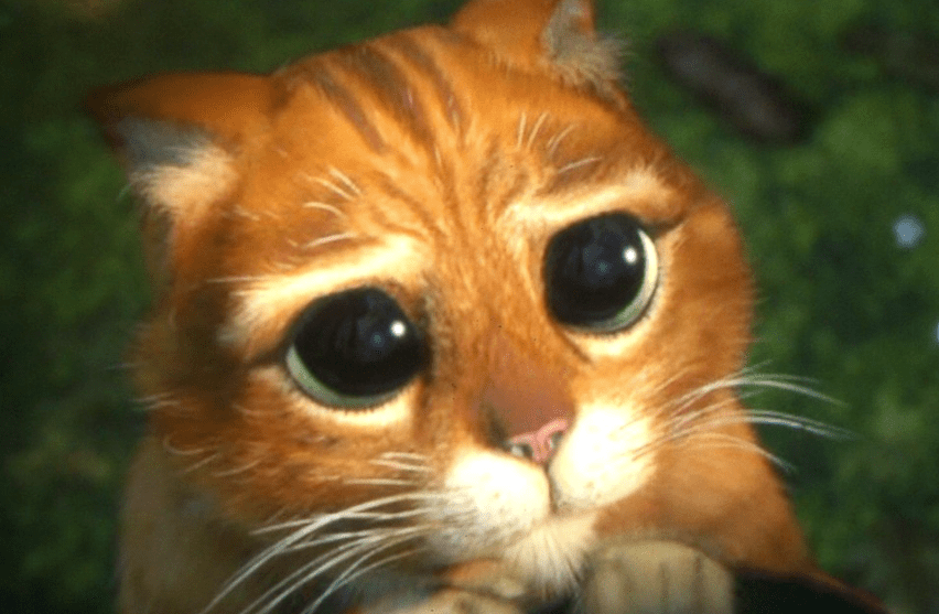 Ton chat
