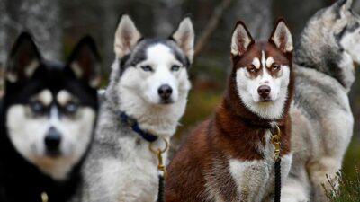 Depuis Game of Thrones, l&rsquo;abandon de huskies a augmenté de 700% ?