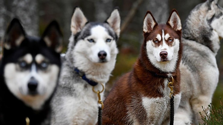 Depuis Game of Thrones, l'abandon de huskies a augmenté de 700% ?