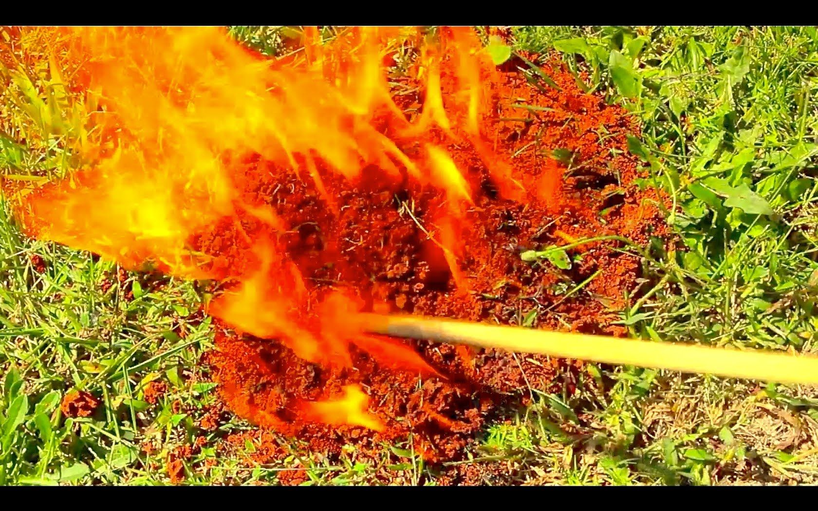 Brûler des fourmis dans ton jardin