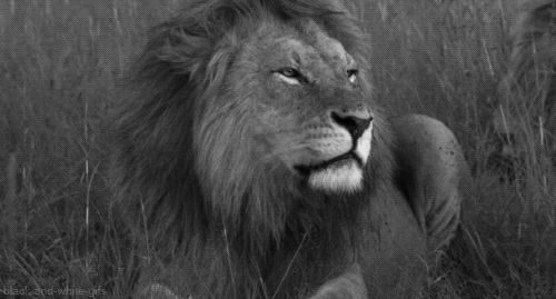Le lion 