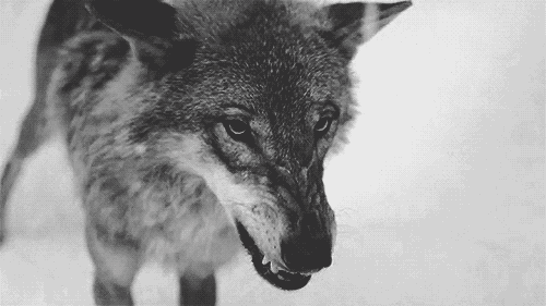 Un loup