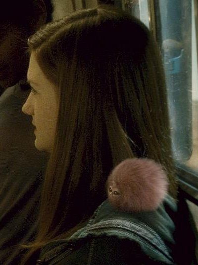 Un boursouflet (pygmy puff)