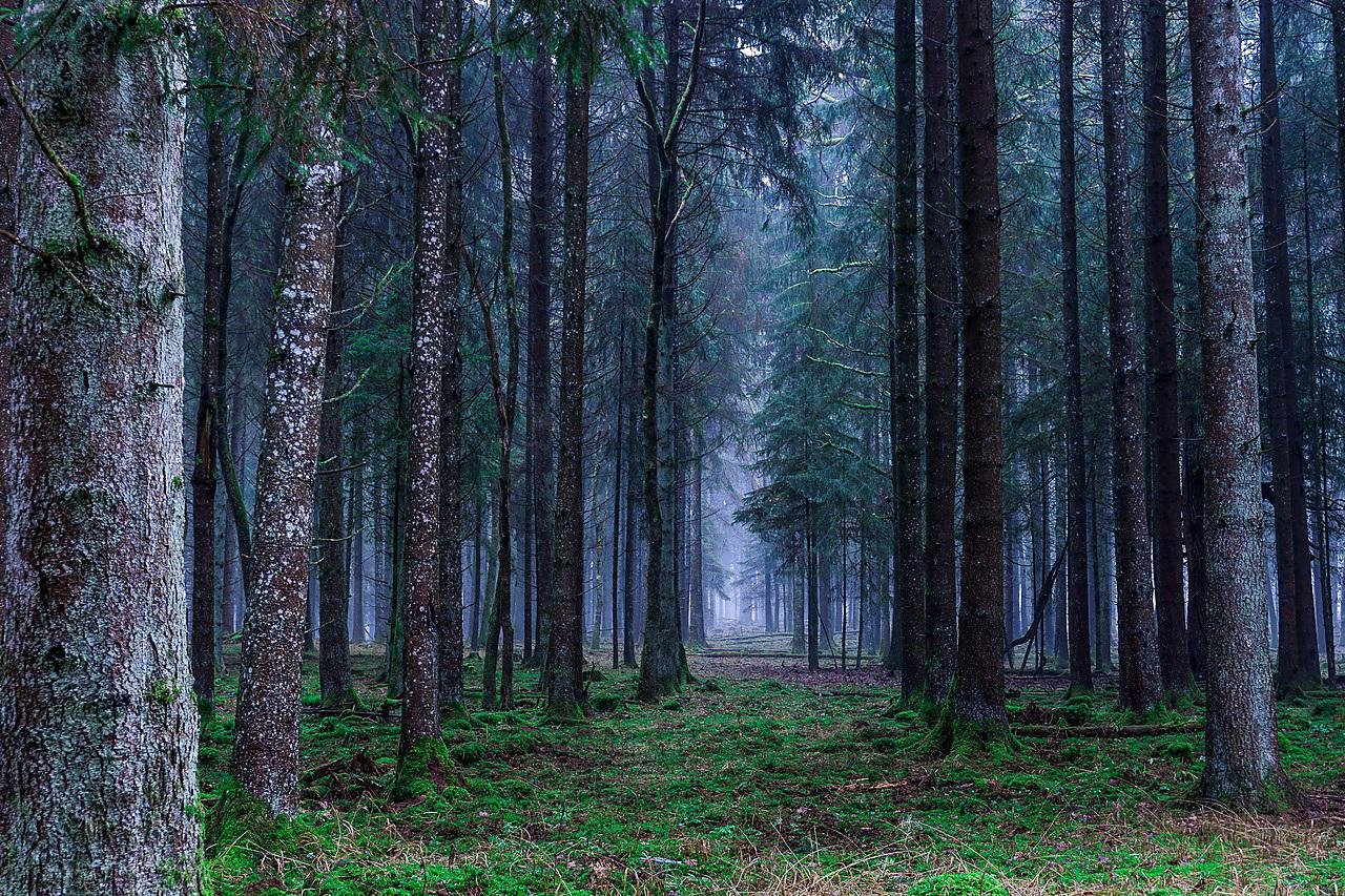 Dans une forêt