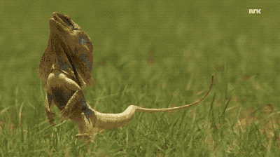 Un lézard géant