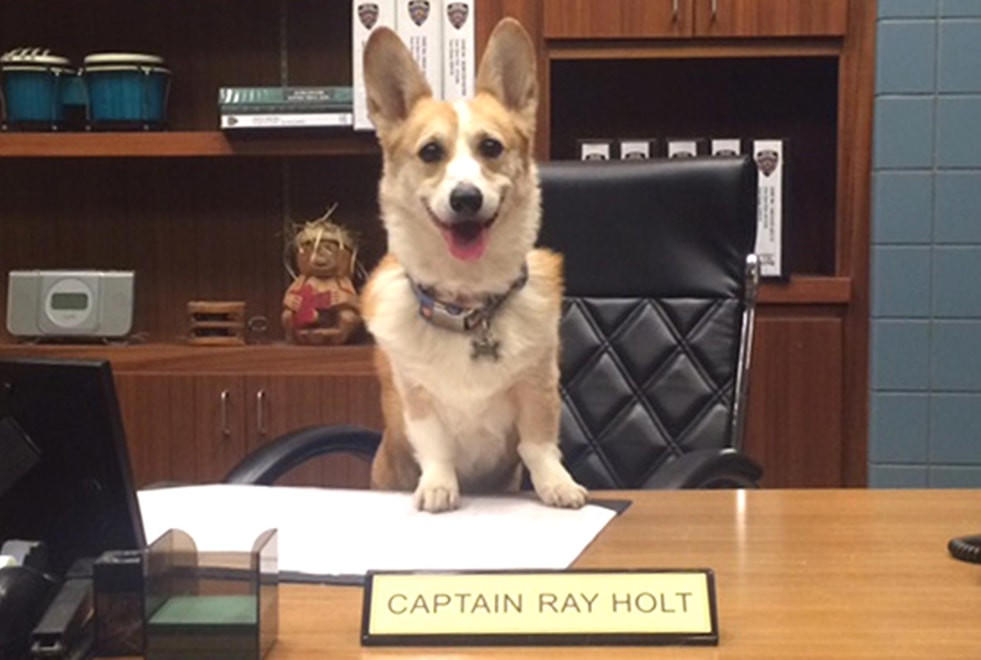Brooklyn Nine-Nine : terrible nouvelle, le chien qui joue Cheddar est mort
