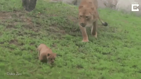 Les programmes sur les animaux sauvages tous mignons