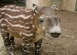 Le tapir