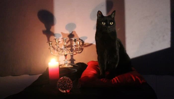 Les nouvelles aventures de Sabrina : Salem, star du tapis rouge, les meilleures réactions Twitter