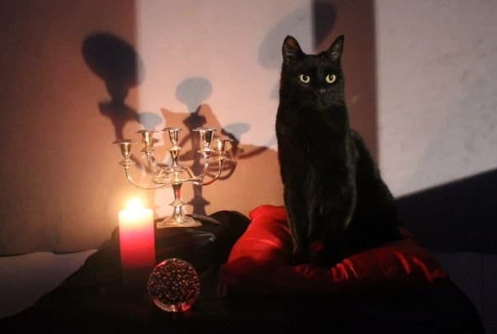 Les nouvelles aventures de Sabrina : Salem, star du tapis rouge, les meilleures réactions Twitter