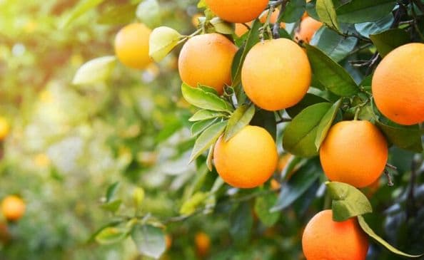 L'orange