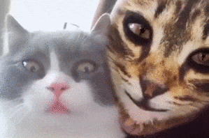 Le filtre tête de chat