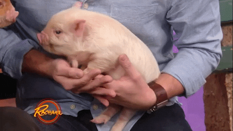 Celui du trop chou bébé cochon