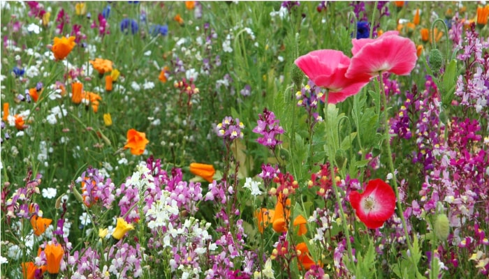 Un bouquet de fleurs des champs