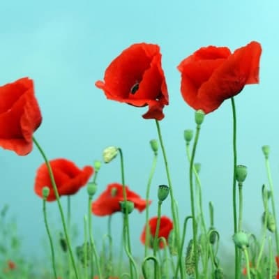 Le coquelicot