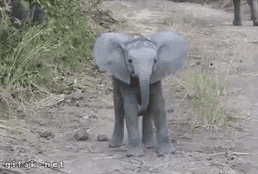 Avoir des oreilles d’éléphant