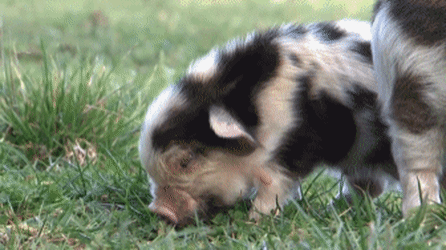 Un bébé cochon