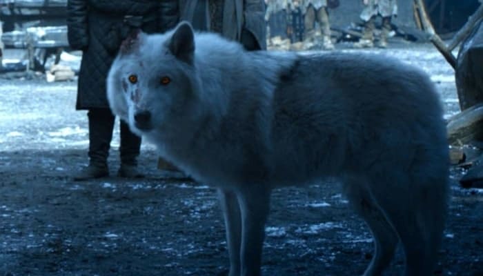 game of thrones, fantôme, ghost