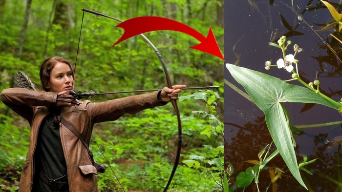 hunger games détails 1