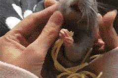 Un rat