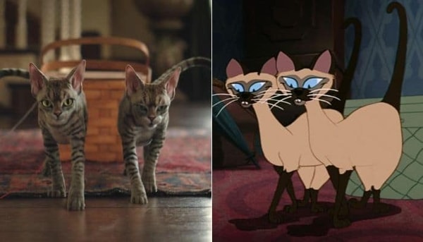 Les siamois la belle et le clochard