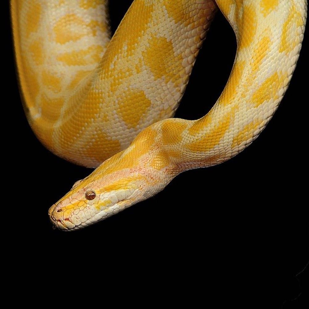 Crochets de serpent