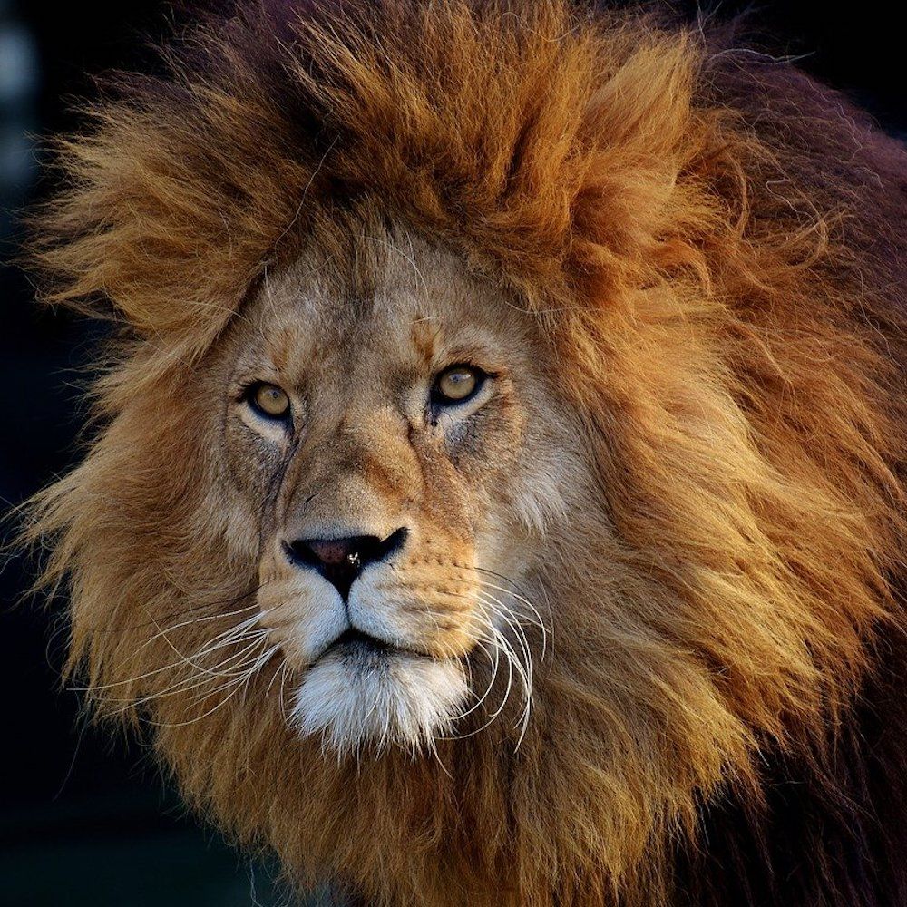 Un lion