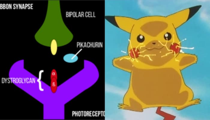 Pokémon