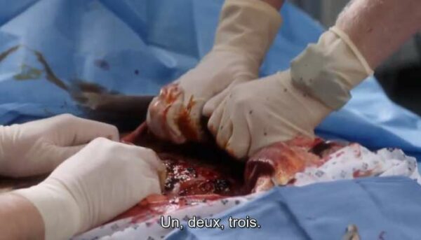 grey's anatomy, 17x07 questions bêtes