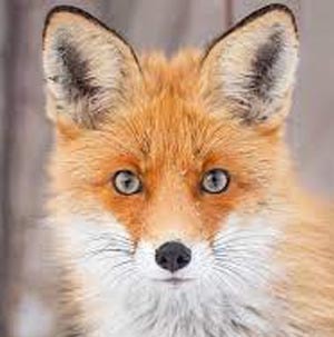 Un renard