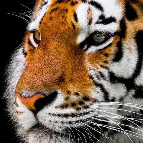 Le tigre