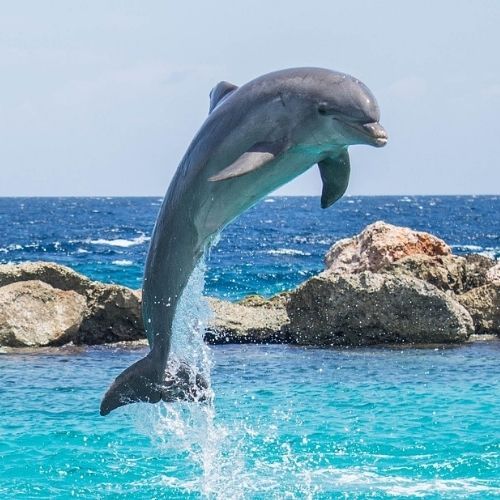 Un dauphin