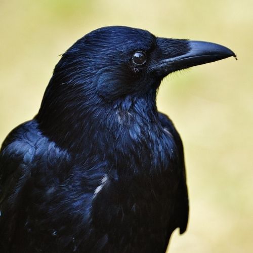 Un corbeau