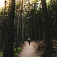 Une balade en forêt 