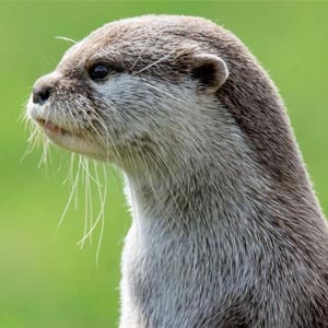 Loutre