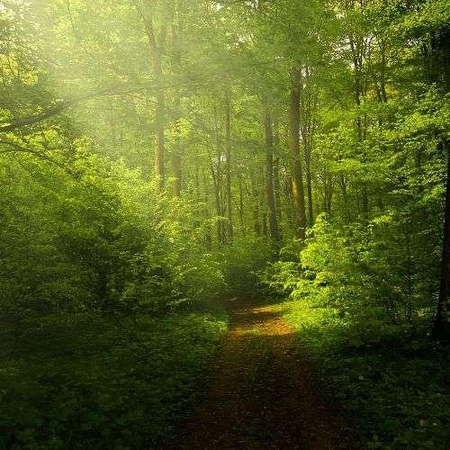 L'odeur de la forêt