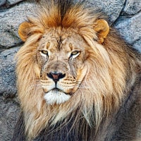 Un lion