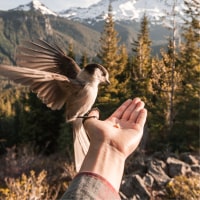 Un oiseau 