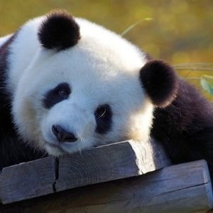 Un panda 