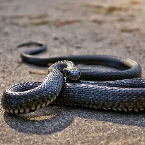 En serpent 