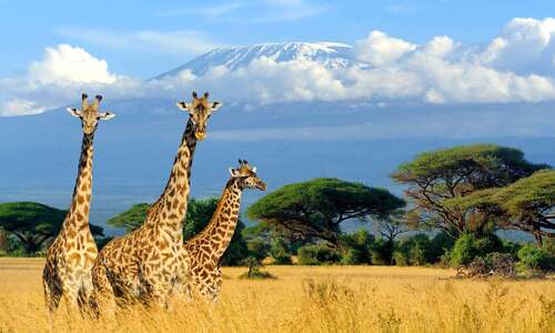 On va faire un safari !