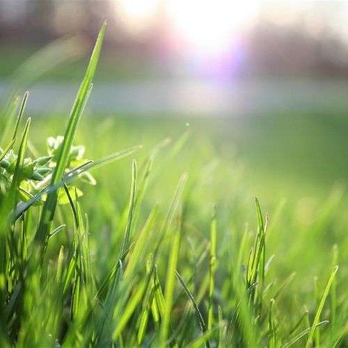 L'odeur de l'herbe fraîchement coupée