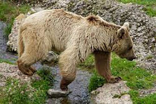 Un ours débarque sur votre chemin