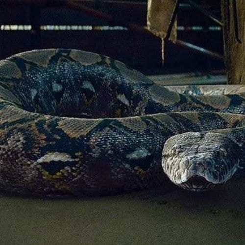 Nagini