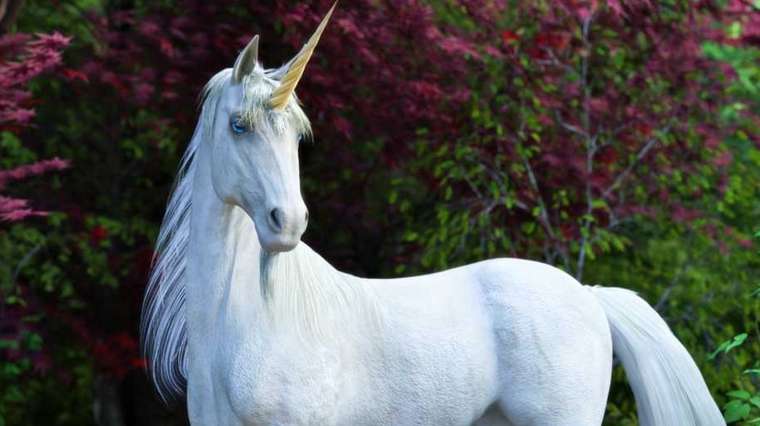 Une licorne