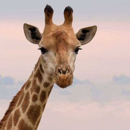 En girafe