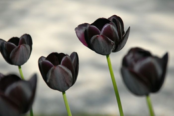 tulipe lierac