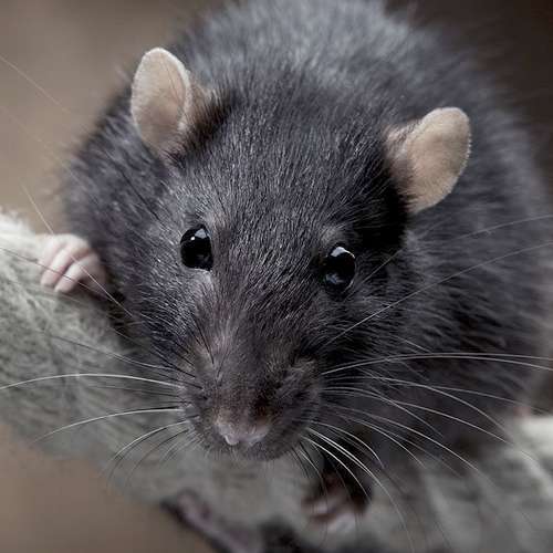 Un rat